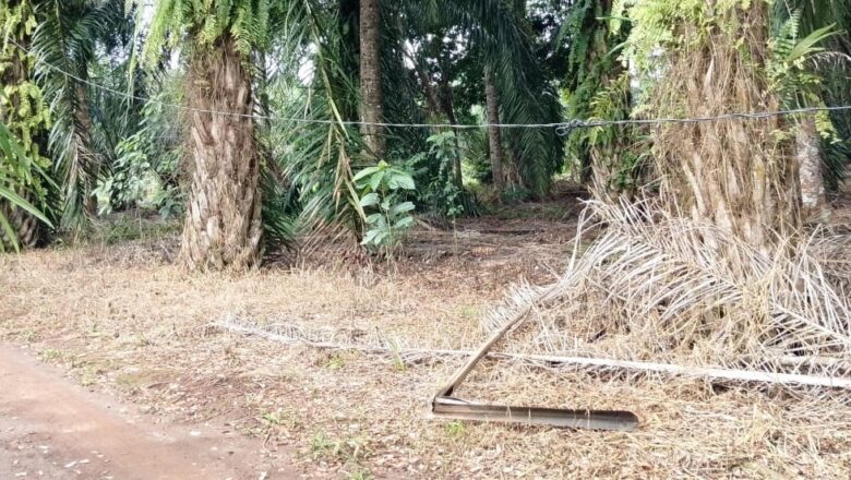 PLN Diduga Abaikan Keluhan Warga Pekon Gunung Raya Terkait Infrastruktur Listrik